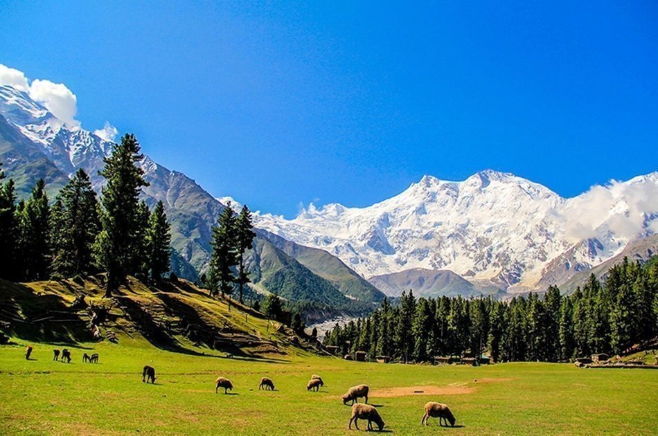 Nanga Parbat View